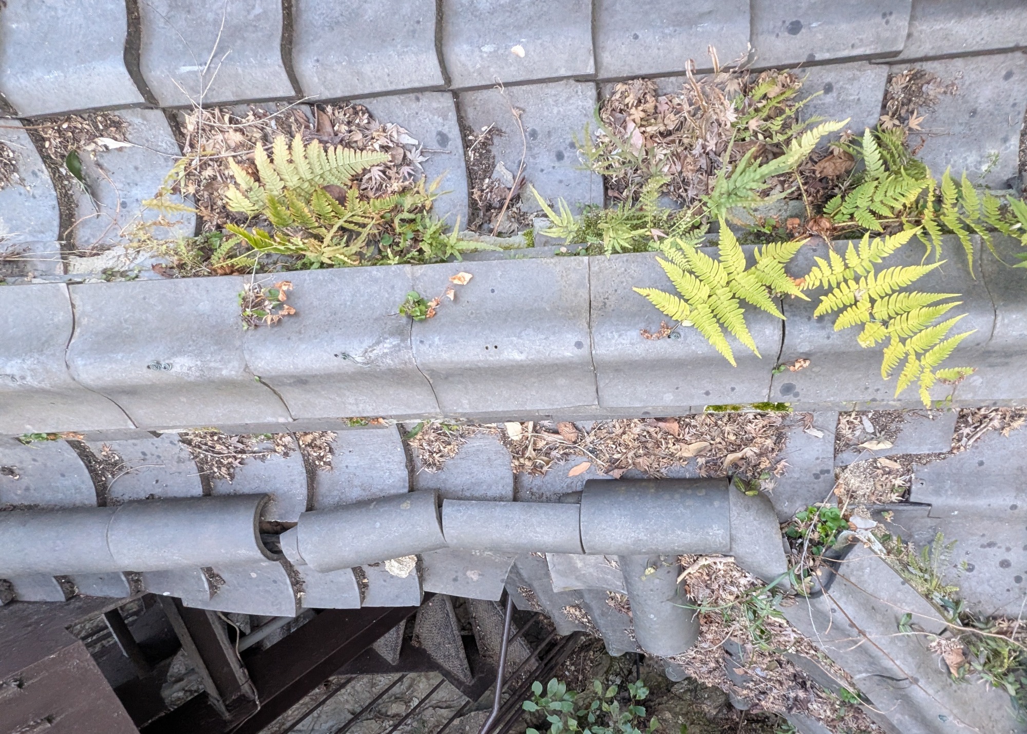 屋根の雑草　雨漏り